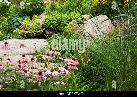Purple Echinacea purpurea - Coneflower plus Korb mit rosa Blüten auf großer Felsoberfläche im Garten im Garten. Stockfoto