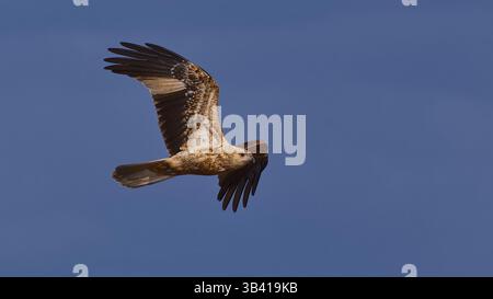 Ein Raubvogel in Flugflügeln verbreitete sich gegen den blauen Himmel, Werribee Treatment Plant, Victoria, Australien Stockfoto