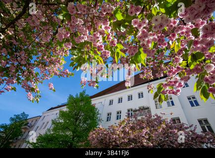 Kirschblüten blühen im Frühling entlang einer historischen Wohnstraße im Prenzlauer Berg, Berlin. Stockfoto