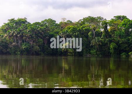 Ufer des Sees Sandoval mit dem üppigen Wald des peruanischen Amazonas-Regenwaldes Stockfoto