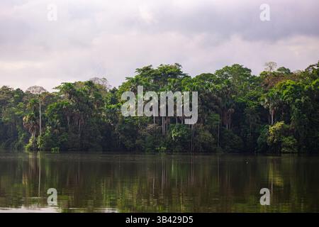 Ufer des Sees Sandoval mit dem üppigen Wald des peruanischen Amazonas-Regenwaldes Stockfoto