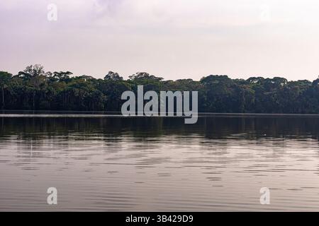 Ufer des Sees Sandoval mit dem üppigen Wald des peruanischen Amazonas-Regenwaldes Stockfoto