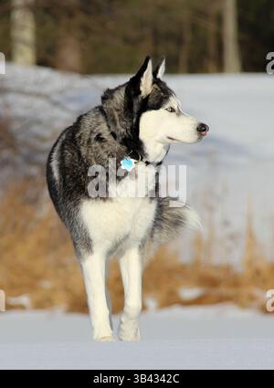 Profilaufnahme eines stehenden sibirischen Huskys, der direkt auf einem verschneiten Winterfeld mit trockenem Gras im Hintergrund blickt. Stockfoto