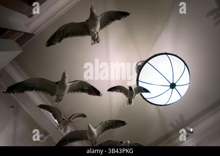 26. Mai 2015: New York, New York, USA - Seagulls Ausstellung im Museum of Natural History in New Yorks Upper West Side Nachbarschaft zum Central Park. (Bild: © Sergi Reboredo/ZUMA Wire/ZUMAPRESS.com) Stockfoto