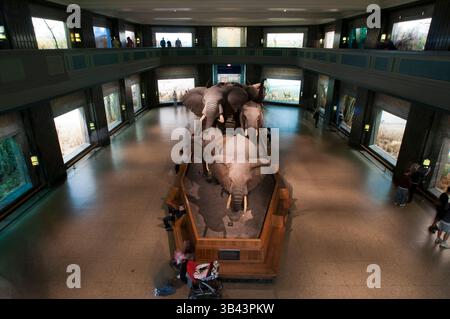 26. Mai 2015 - New York, New York, USA - American Museum of Natural History. Central Park West und 79th Street. Es gibt Szenen von Grizzlybären in Alaska, afrikanische Löwen und Elefanten, Komodo-Drachen und viele andere Tiere. Das Museum hat mehr als 1.200 Mitarbeiter und 100 sponsert jedes Jahr die Sammlung von Material. Das Museum wurde 1869 gegründet. (Bild: © Sergi Reboredo/ZUMA Wire/ZUMAPRESS.com) Stockfoto