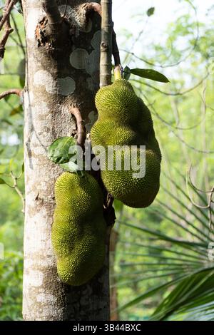 Große Jackfrucht hängt am Baum in tropischem Grün Stockfoto
