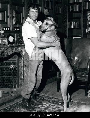 Oliver Reed und Tara zu Hause. Der Schauspieler fand seine große Dane im Battersea Dog-Haus in einem halbhungrigen Zustand. Jetzt geht er selten ohne sie irgendwo hin. (Bild: © Keystone Pictures USA/ZUMAPRESS.com) Stockfoto