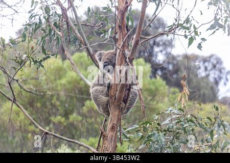Koala schlaft auf Eukalyptusbaum im Budj Bim National Park in Victoria, Australien. Stockfoto