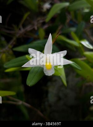 Taubenorchidee, Dendrobium crumenatum Stockfoto
