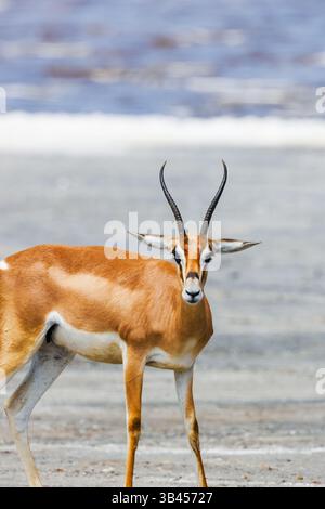 Einzelnes männliches Gajelle-Antilope im Ngorongoro-Schutzgebiet in der Nähe des Ndutu-Sees, Tansania. Stockfoto