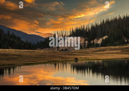 Wunderschöner Blick auf den See in den Rocky Mountains im Herbst bei Sonnenuntergang mit einer kleinen Elchfigur; Berge, Wälder und Himmel spiegeln sich im ruhigen Wasser Stockfoto