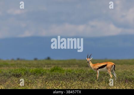 Single Gajelle im Serengeti Nationalpark, Tansania. Stockfoto