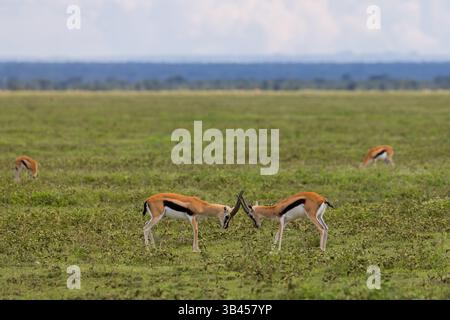 Zwei Gajellen kämpfen auf den Wiesen des Serengeti-Nationalparks in Tansania. Stockfoto