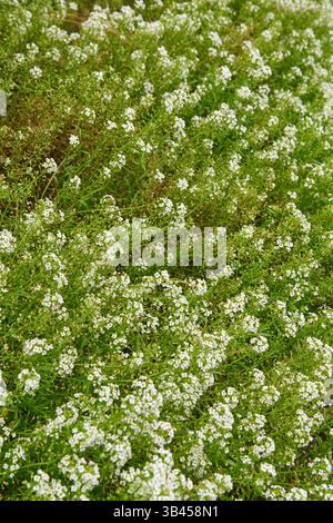 Süße Aylssum-Pflanze mit winzigen weißen Blüten als Teppichblumenbeet im Garten, niedrig wachsende blühende Pflanze als Bodenbedeckung oder Landschaft, süße fra Stockfoto