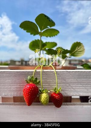 Erdbeeren in Töpfen auf dem Balkon. Home-Garden-Konzept. Gesunde Ernährung. Direkt darüber. Stockfoto
