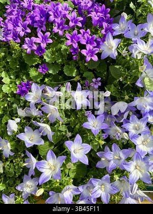 Wunderschöner Hintergrund mit violetten und weißen Blumen von Campanula. Dekorative Blumen. Stockfoto