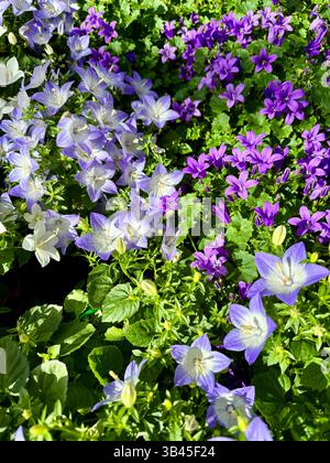 Wunderschöner Hintergrund mit violetten und weißen Blumen von Campanula. Dekorative Blumen. Stockfoto