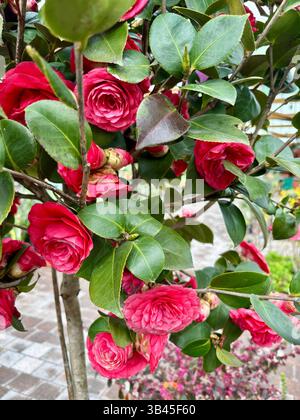 Camellia japonica blühender Baum in einer Baumschule im Freien. Gartenkonzept. Stockfoto