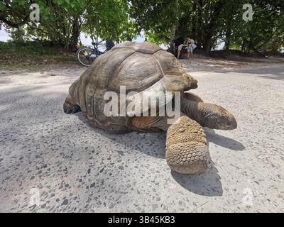 La Digue, Seychellen. März 2025. Eine Riesenschildkröte (Aldabrachelys gigantea) befindet sich auf einer Straße auf der Insel La Digue. Die Insel ist weitgehend autofrei. La Digue ist die kleinste der drei bewohnten Hauptinseln der Seychellen. Auszeichnung: Alexandra Schuler/dpa/Alamy Live News Stockfoto