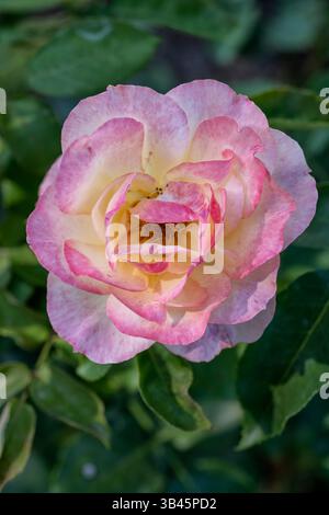 Rosa Apricot Nectar Hybrid-Tee-Rosensorte, blühende Pflanze in der Familie der Rosaceae. Stockfoto