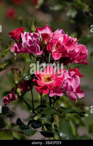 Rosenblüten von Rosa L. Hotline, blühende Pflanze in der Familie der Rosaceae. Stockfoto