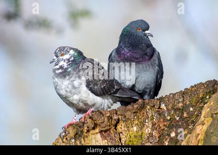 Wilde Tauben (Columba livia domestica), die auf einem Baumstamm thronten und verschiedene Gefieder-Morphen zeigten. Stockfoto