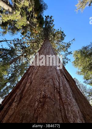 Ein riesiger Mammutbaum steht allein vor dem Hintergrund eines blauen Baumes, Unteransicht, vertikales Foto Stockfoto