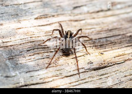 Pardosa sp., Wolfsspinne aus der Familie Lycosidae auf Totholz, Bodenbewohner Raubtier-Arachniden-Makrofoto, Frankreich. Stockfoto