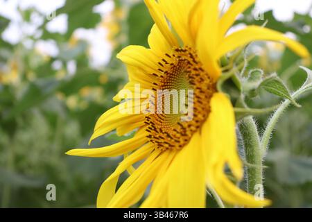In der Nahaufnahme wird eine Sonnenblume mit hellgelben Blütenblättern und Samen vor einem verschwommenen Hintergrund aus grünen Blättern und Stämmen in einer natürlichen Umgebung im Freien gezeigt Stockfoto