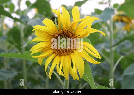 Die Nahaufnahme zeigt eine lebendige Sonnenblume mit hellgelben Blütenblättern und ein grünes Zentrum, umgeben von üppig grünen Blättern in einer Gartenumgebung. Stockfoto