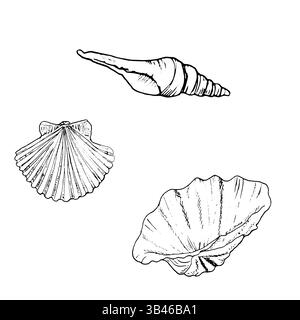 Schalen aus ozeanischen Zweiventilen, schwarz-weiße Tusche. Vektor-Marine-Illustration. Ein Set aus runden und spiralförmigen Nilpferden und strombusmuscheln von der Stock Vektor