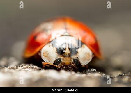 Harlequin Marienkäfer Harmonia axyridis, invasiver mehrfarbiger asiatischer Käfer, Nahaufnahme frontaler Makroansicht, Frankreich. Stockfoto