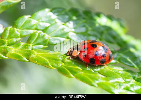 Harlequin Marienkäfer Harmonia axyridis f. succinea, invasive Käferart auf Ast, detailliertes Makro in Frankreich. Stockfoto