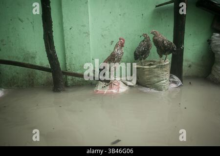 1. September 2015 - Huhn versucht, sich von Hochwasser fernzuhalten. Gezeitenflut verwüstete den größten Teil des Gebiets von chittagong city.millions von Menschen, die in Gezeitenflut gestürzt sind und Leben stehen stehen bleiben... in den letzten Jahren, die Gezeitenflut â€“ Wasserstände, die deutlich über die Gezeitenwerte steigen, die Astronomie vorhersagt - hat begonnen, die Stadt bis zweimal am Tag zu beeinflussen, was zu häufigen Überschwemmungen von Wohn- und Geschäftsbereichen führt... wenn sich die Dinge weiter verschlechtern, die meisten Gebiete von Chittagong könnten in naher Zukunft vollständig untergetaucht werden. Eine Studie der Weltbank, die im Juni 19,2013 veröffentlicht wurde Stockfoto