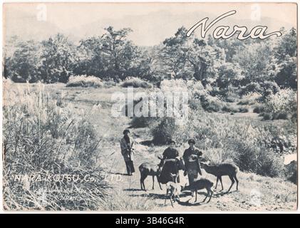 Vintage-schwarz-weiße Reisepostkarte des Nara-Parks in Nara, Japan, mit drei Frauen, die mit heiligen Hirschen in einer ländlichen Landschaft stehen, dem klassischen Japan Stockfoto