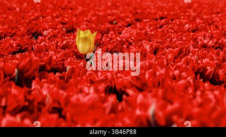 Erkunden Sie die atemberaubenden Tulpenfelder der Niederlande, wo leuchtende rote Blüten die Landschaft bedecken und eine einzelne gelbe Tulpe im Frühling auffallend in der farbenfrohen Weite abhebt. Stockfoto