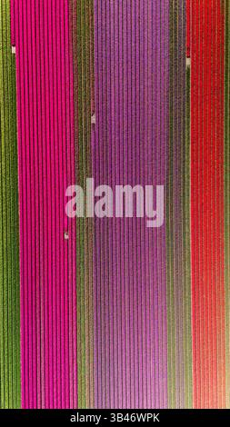 Atemberaubende Tulpenfelder erstrecken sich so weit das Auge reicht in den Niederlanden und zeigen während der blühenden Frühlingssaison leuchtende Farben in Rosa, Violett und Rot. Stockfoto
