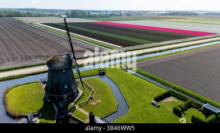 Farbenfrohe Reihen blühender Tulpen erstrecken sich über die Felder in den Niederlanden, vor einer bezaubernden Windmühle. Diese faszinierende Frühlingsszene zeigt eine wunderschöne Mischung aus Natur und Geschichte. Stockfoto