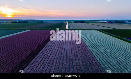 Bunte Tulpenreihen erstrecken sich über den Horizont in den Niederlanden, beleuchtet vom warmen Schein des Sonnenuntergangs. Diese atemberaubende Naturschönheit zeigt das reiche landwirtschaftliche Erbe der Region. Stockfoto