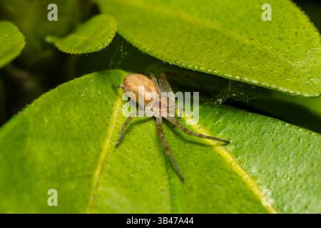 Laufkrabbenspinne Philodromus sp. Auf grünem Blatt, Makronaht, Parc Jean-Paul II, Issy-les-Moulineaux, Frankreich. Stockfoto
