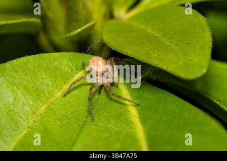 Laufkrabbenspinne Philodromus sp. Auf grünem Blatt, Makronaht, Parc Jean-Paul II, Issy-les-Moulineaux, Frankreich. Stockfoto