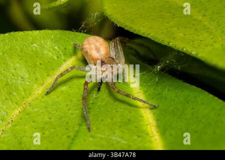 Laufkrabbenspinne Philodromus sp. Auf grünem Blatt, Makronaht, Parc Jean-Paul II, Issy-les-Moulineaux, Frankreich. Stockfoto