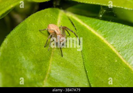 Laufkrabbenspinne Philodromus sp. Auf grünem Blatt, Makronaht, Parc Jean-Paul II, Issy-les-Moulineaux, Frankreich. Stockfoto