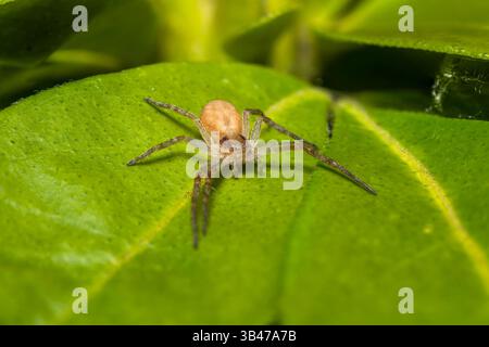 Laufkrabbenspinne Philodromus sp. Auf grünem Blatt, Makronaht, Parc Jean-Paul II, Issy-les-Moulineaux, Frankreich. Stockfoto