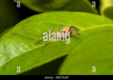Laufkrabbenspinne Philodromus sp. Auf grünem Blatt, Makronaht, Parc Jean-Paul II, Issy-les-Moulineaux, Frankreich. Stockfoto