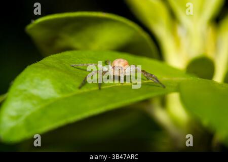 Laufkrabbenspinne Philodromus sp. Auf grünem Blatt, Makronaht, Parc Jean-Paul II, Issy-les-Moulineaux, Frankreich. Stockfoto
