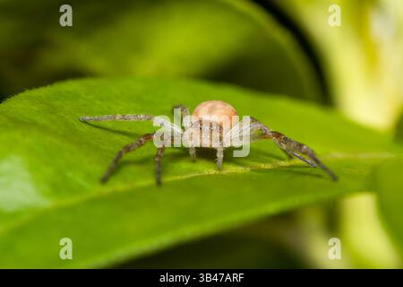 Laufkrabbenspinne Philodromus sp. Auf grünem Blatt, Makronaht, Parc Jean-Paul II, Issy-les-Moulineaux, Frankreich. Stockfoto
