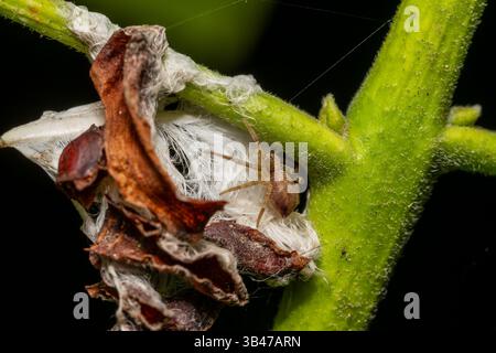 Laufkrabbenspinne Philodromus sp. Auf grünem Blatt, Makronaht, Parc Jean-Paul II, Issy-les-Moulineaux, Frankreich. Stockfoto