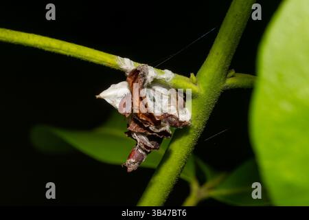 Laufkrabbenspinne Philodromus sp. Auf grünem Blatt, Makronaht, Parc Jean-Paul II, Issy-les-Moulineaux, Frankreich. Stockfoto