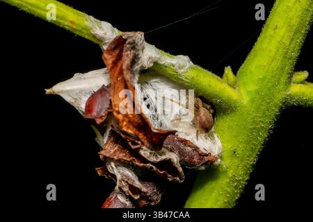 Laufkrabbenspinne Philodromus sp. Auf grünem Blatt, Makronaht, Parc Jean-Paul II, Issy-les-Moulineaux, Frankreich. Stockfoto